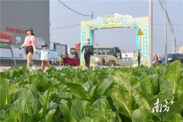 10日，2021連州菜心節(jié)暨線上直播推廣活動(dòng)在西岸鎮(zhèn)河田村開(kāi)幕。張曉欣 攝