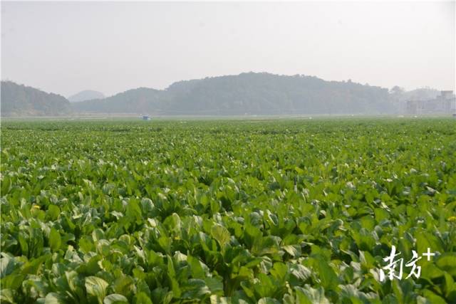 河田蔬菜基地內(nèi)，連片千畝菜心長(zhǎng)勢(shì)喜人。張曉欣 攝