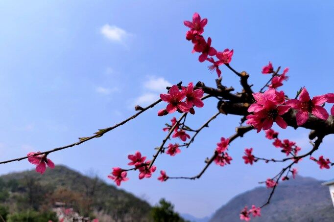 千年古城被一片片粉紅席卷。清遠(yuǎn)日?qǐng)?bào)記者 周璐 攝