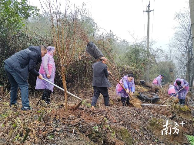 九陂鎮(zhèn)掀起全民義務(wù)植樹(shù)熱潮。