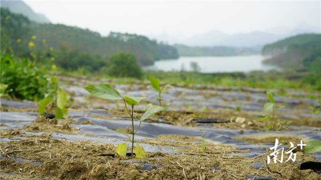 迎風(fēng)搖曳、綠意盎然的五指毛桃種苗。
