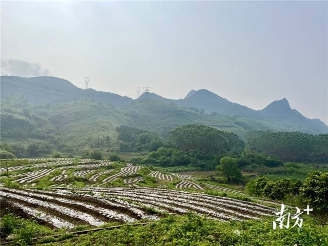 九陂鎮(zhèn)高相村打造的中藥材種植基地。